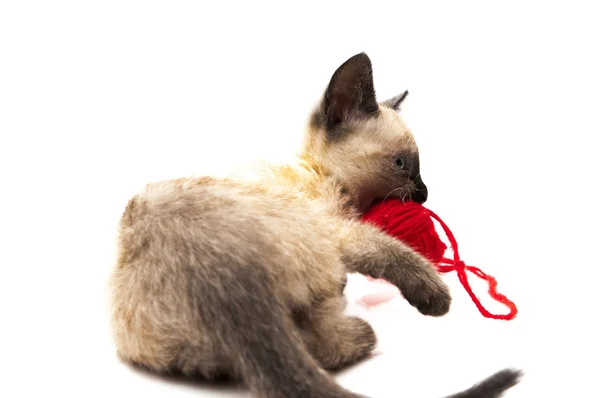 Kätzchen spielen — Stockfoto