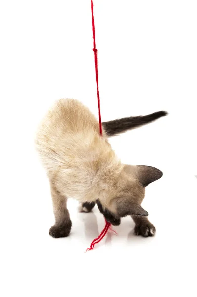 猫玩毛线球 — 图库照片