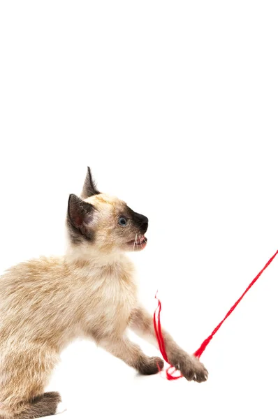 Cat playing with ball of yarn — Stockfoto