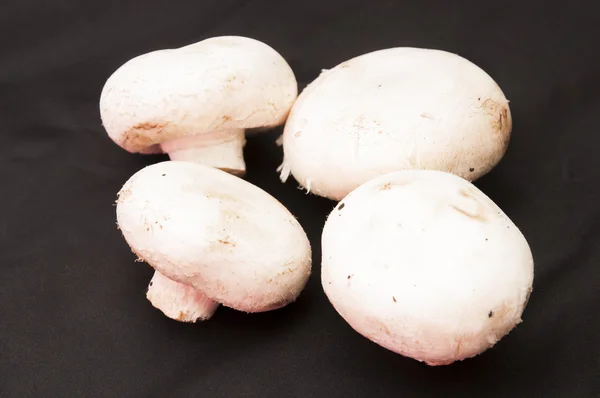 White mushrooms — Stock Photo, Image