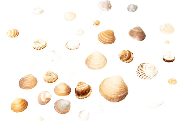 Море? ? shells — стоковое фото