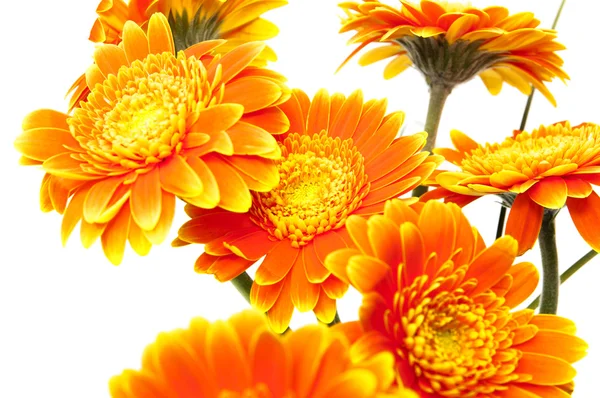 オレンジ色の花の花瓶 — ストック写真