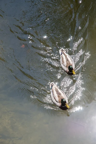 Canards nageant dans la rivière — Photo