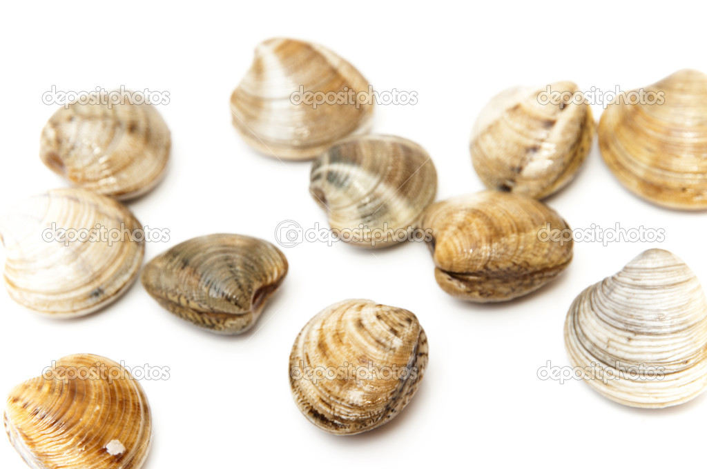 Sea clams