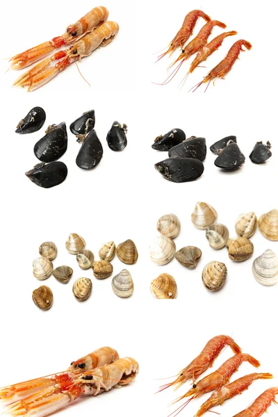 Koláž typy plody moře a ryby — Stock fotografie