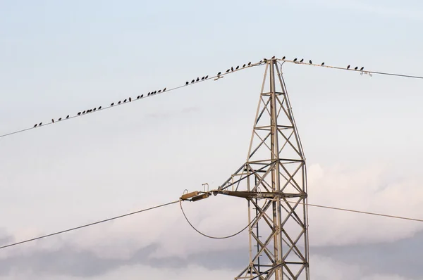 Starlings flying — Zdjęcie stockowe