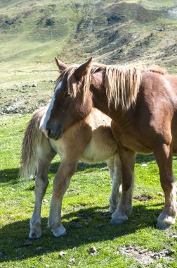annesi ile küçük kısrak
