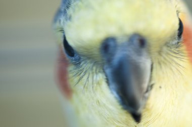 sarı renkli su perisi