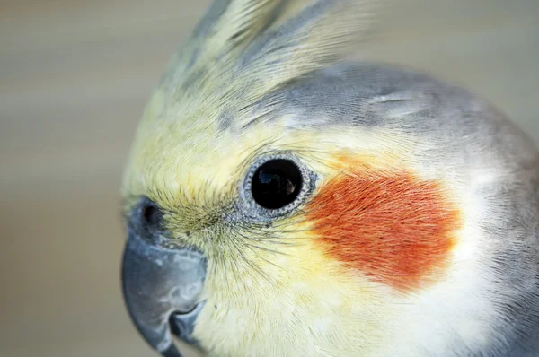 Yellow colored nymph — Stock Photo, Image