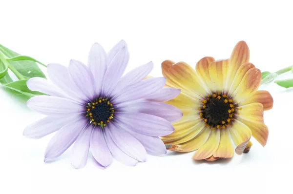 Цветные цветы — стоковое фото