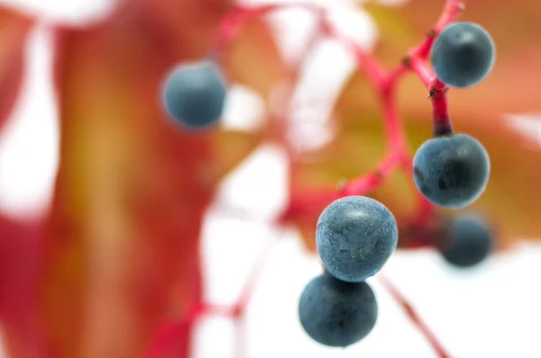 Fruto de uma fábrica — Fotografia de Stock