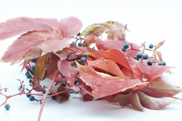 Herfst bladeren met vruchten — Stockfoto