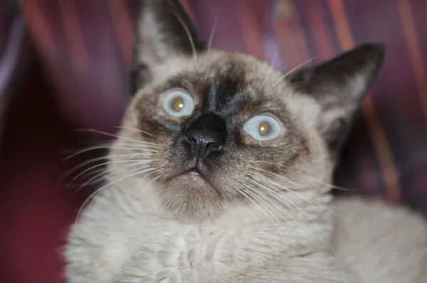 Gatinho engraçado — Fotografia de Stock