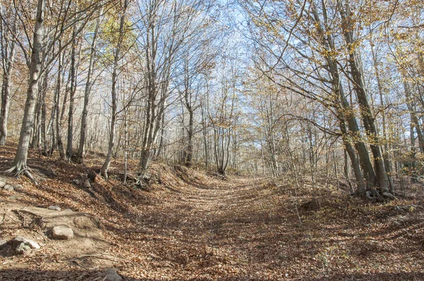 Montseny bergen i barcelona — Stockfoto