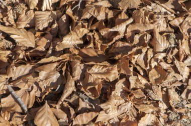 ağaç düşen yapraklar