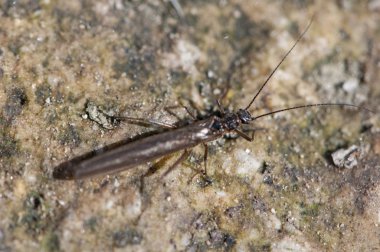 garip kahverengi hata tünemiş