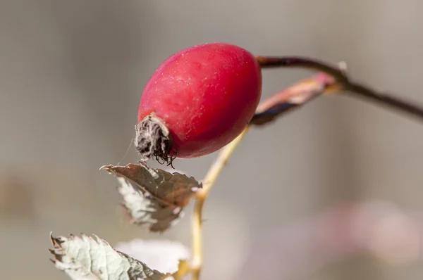 Рослина з червоними фруктами — стокове фото