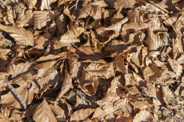 Folhas caídas de árvores — Fotografia de Stock