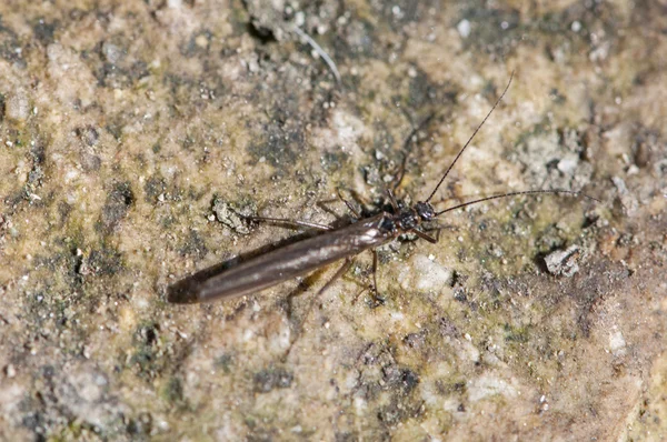 Vreemde bruin bug zat — Stockfoto