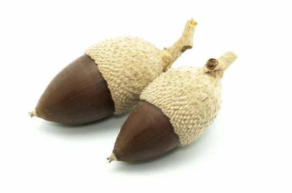 Acorns Royalty Free Stock Images