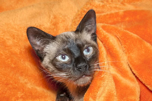 Gato coberto com um cobertor — Fotografia de Stock