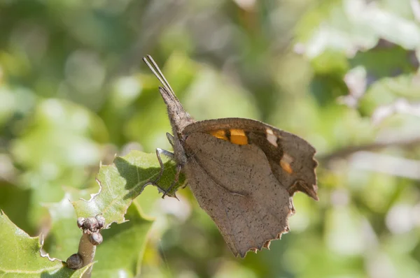 Borboleta castanha — Fotografia de Stock