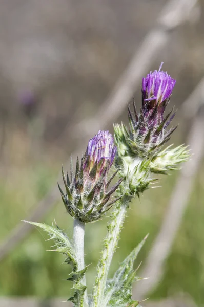 Distel — Stockfoto