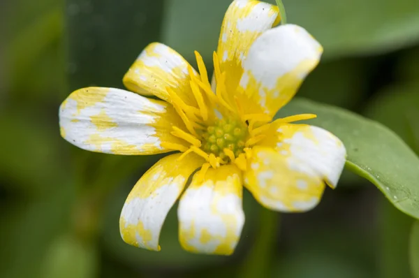 Witte bloemkleur en geel — Stockfoto