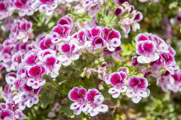 Lila bloemen — Stockfoto