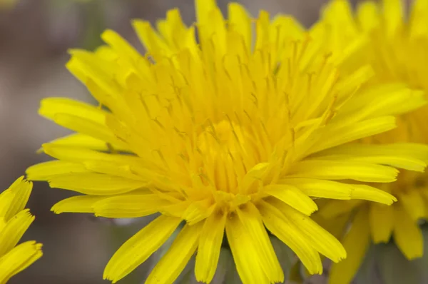 Gul färgade blomma — Stockfoto