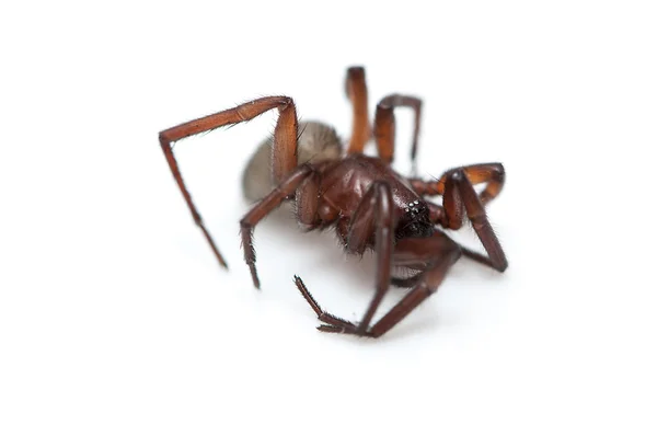 Τριχωτό αράχνη — Φωτογραφία Αρχείου