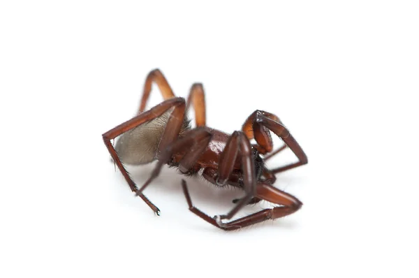털이 거미 — 스톡 사진