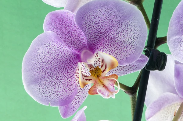 Flieder-Orchidee — Stockfoto