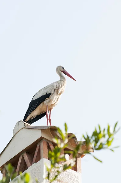 Cigogne au repos — Photo