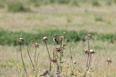 Saka kuşu, carduelis carduelis