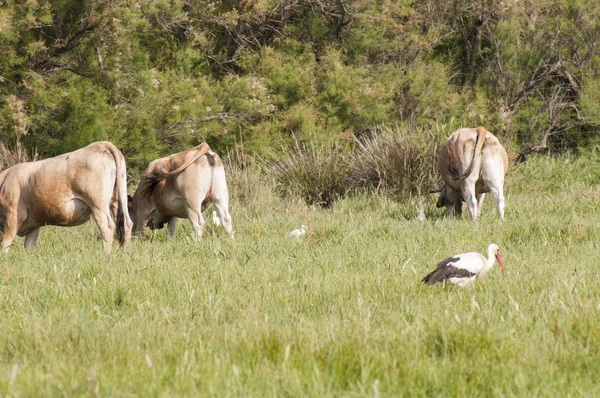 Herd of bulls eating — Stock Photo, Image