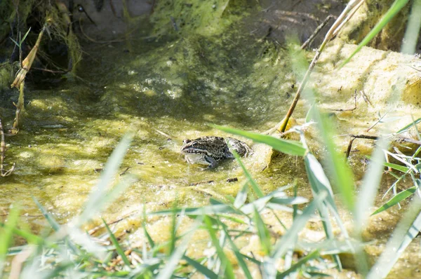 Groene kikker — Stockfoto