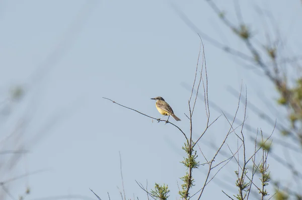 Gelbes Waggonsegel, Motacilla flava — Stockfoto