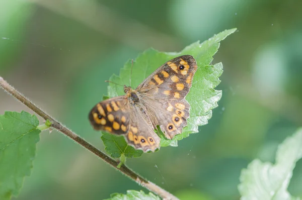 Motyl na zielonym liściu — Zdjęcie stockowe