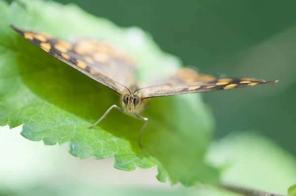 Farfalla su una foglia verde — Foto Stock