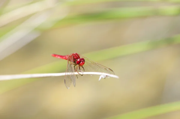 Color libélula roja — Foto de Stock