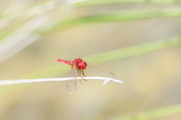 Красная стрекоза — стоковое фото