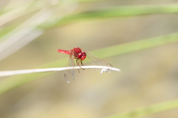 Color libélula roja — Foto de Stock