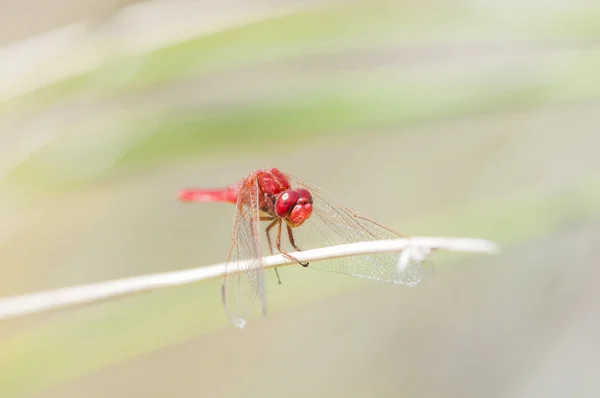 Cor libélula vermelha — Fotografia de Stock