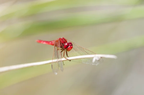 Cor libélula vermelha — Fotografia de Stock