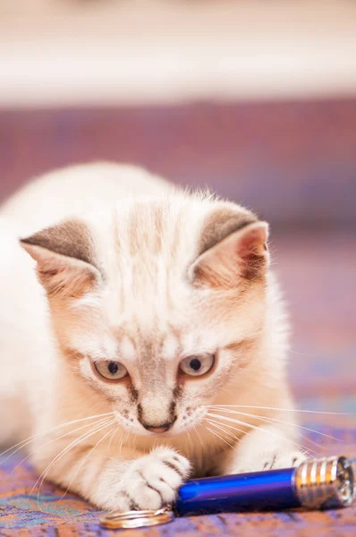 Pequeño gato — Foto de Stock