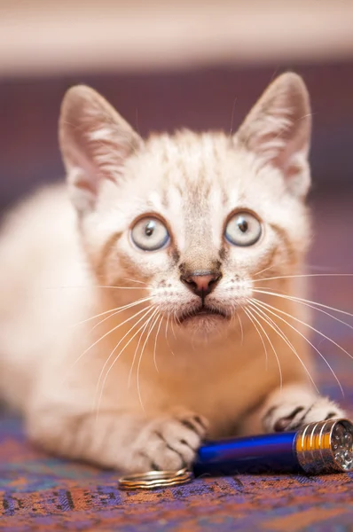 Pequeño gato —  Fotos de Stock