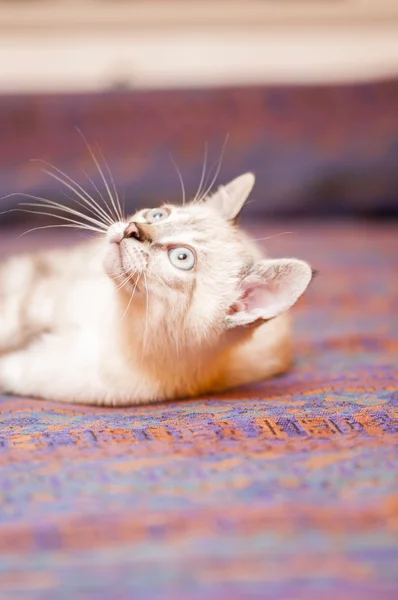 Gatinho. — Fotografia de Stock