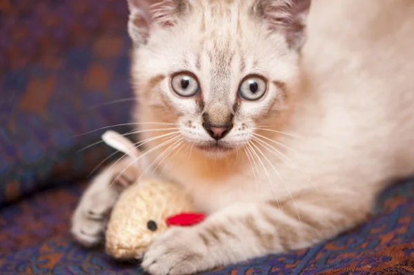 Piccolo gatto posa — Foto Stock