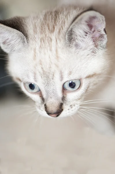Piccolo gatto posa — Foto Stock